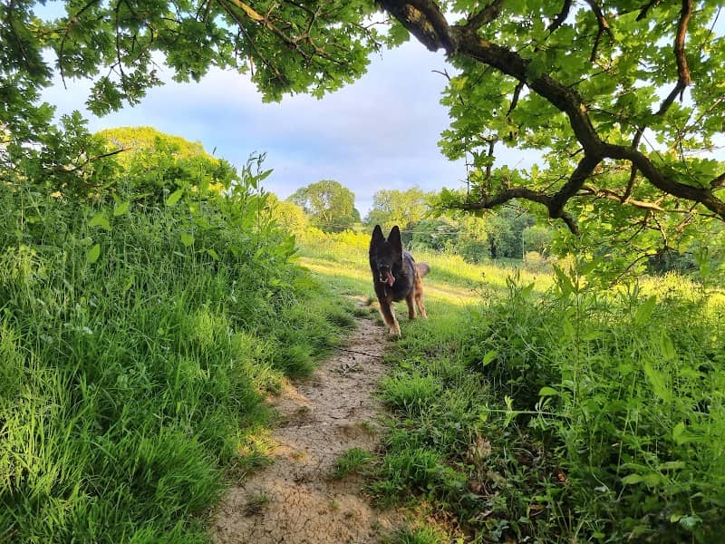 Ronnie's Field - Image 2