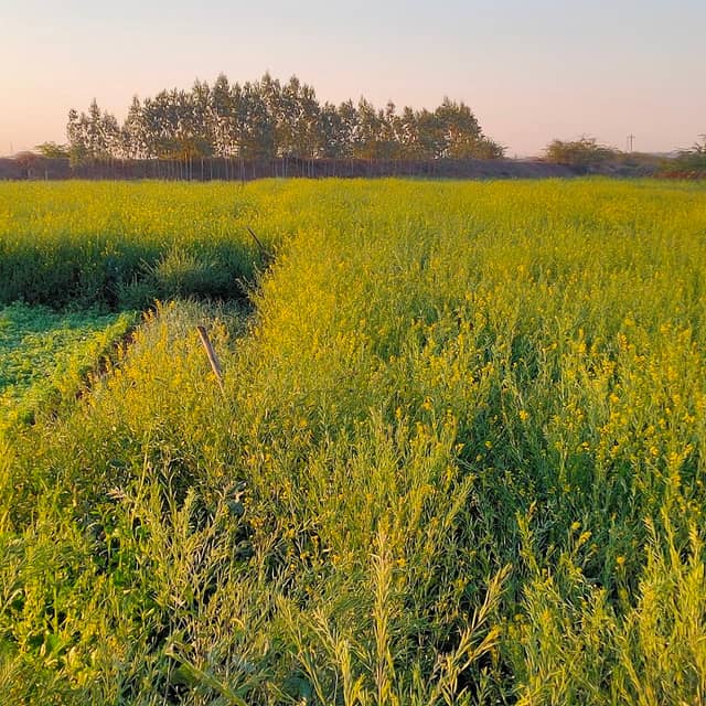 Panara Farm - Image 1
