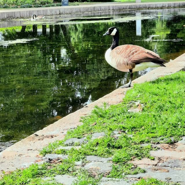 Stevenage Centre Park - Image 3