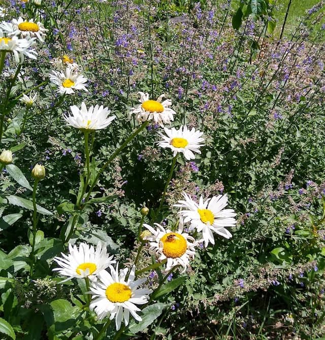 Wellston Community Garden - Image 1