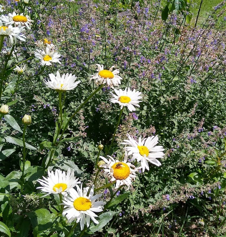 Wellston Community Garden - Image 1