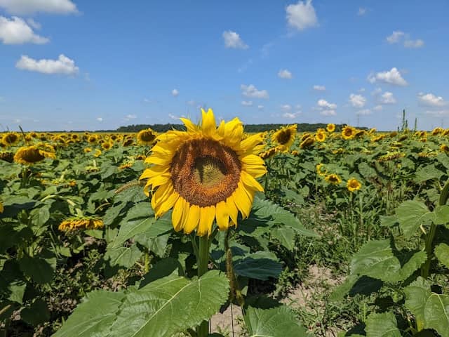 Hirzel Sunflower Field (Seasonal) - Image 1