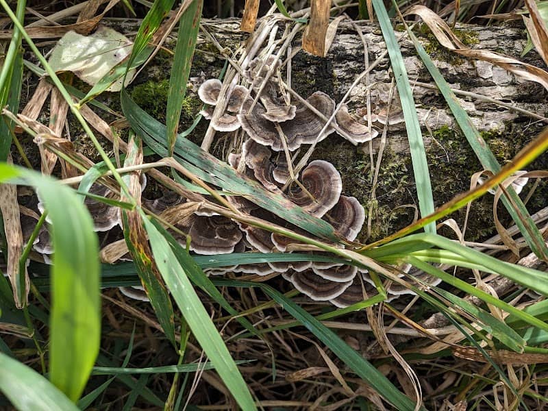Adolph & Margaret Gauthier Nature Preserve - Image 1