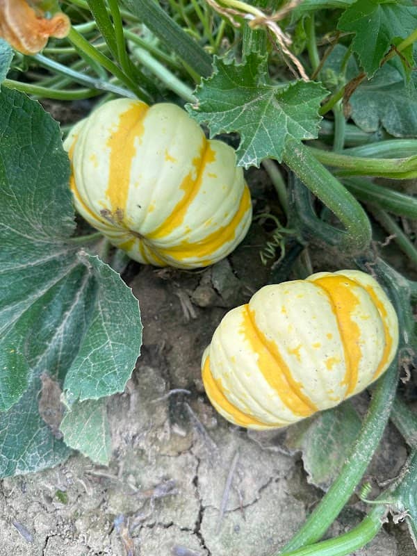 Fryes Creek Family Farm - Image 2