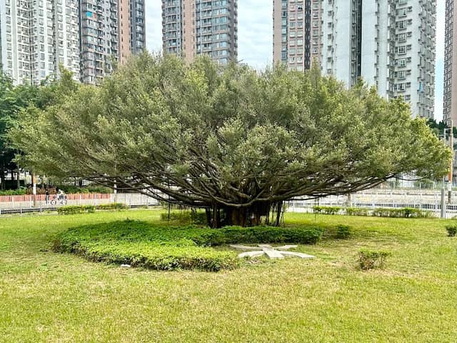 田景大樹 (Ivy) - Image 2