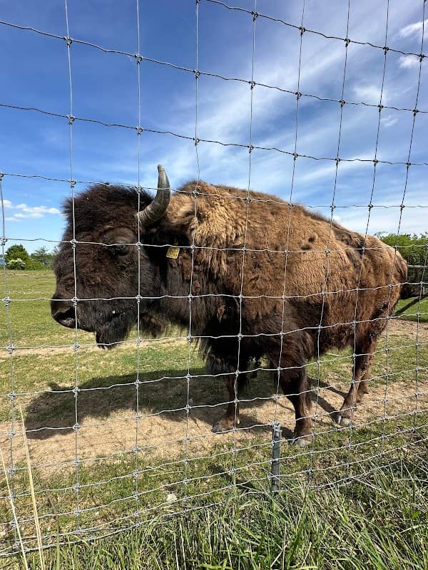 Sikawild- und Bisongehege - Image 2