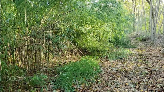 Bamboo Grove of Great Pond Nature Preserve - Image 2