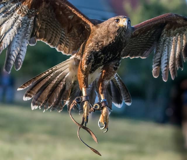 DLS Falconry - Image 1