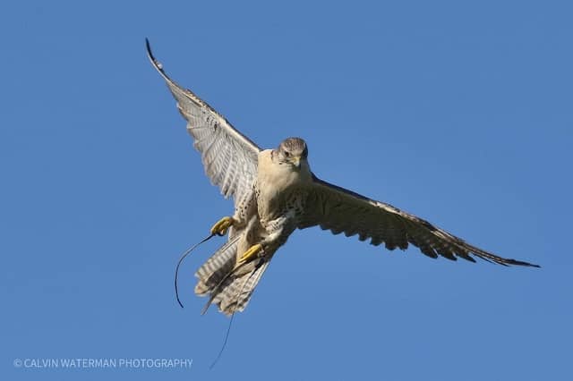 DLS Falconry - Image 2