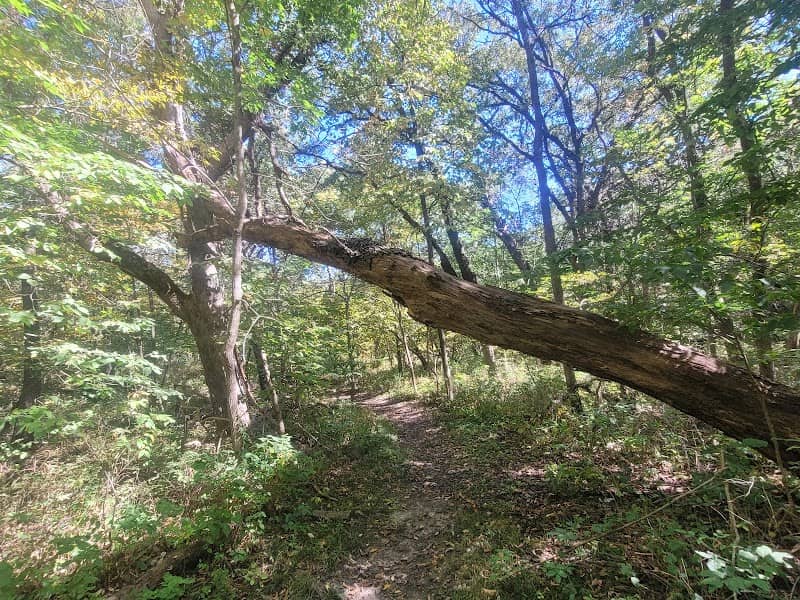 Fellowship Forest - Image 2