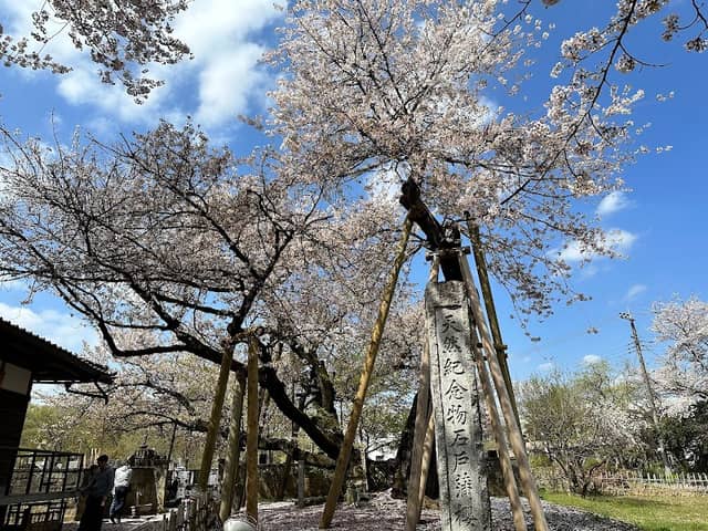 Ishitokaba Zakura - Image 1
