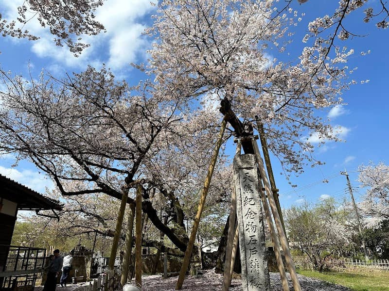 Ishitokaba Zakura - Image 1
