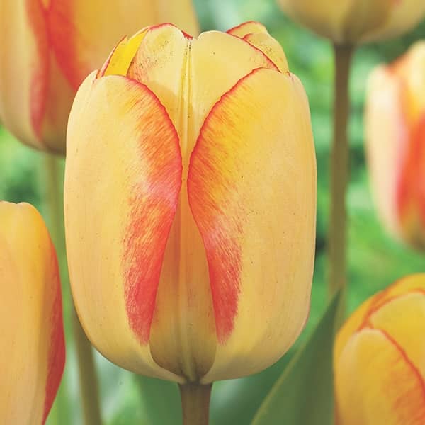 Bulbs.co.uk - Image 2