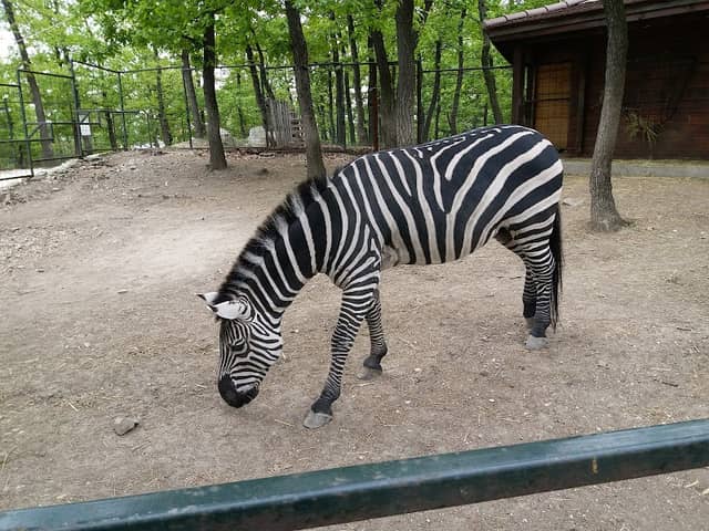 Bor Zoo - Image 1