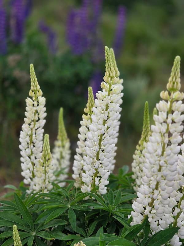 Tekapo Lupins - Image 2