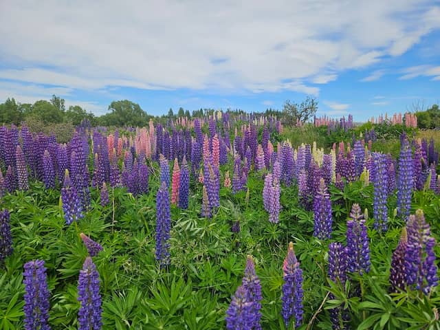 Tekapo Lupins - Image 1