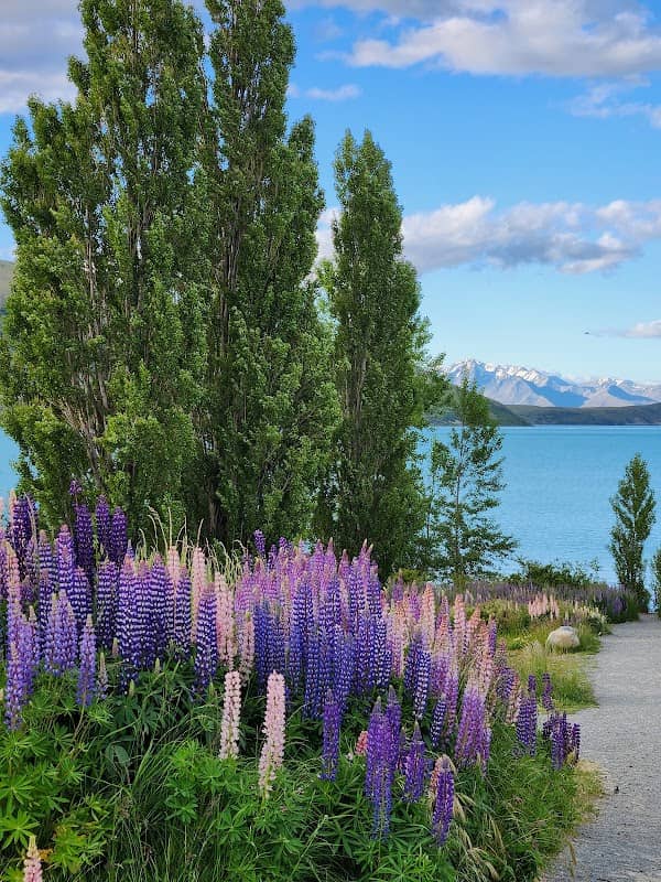Tekapo Lupins - Image 3