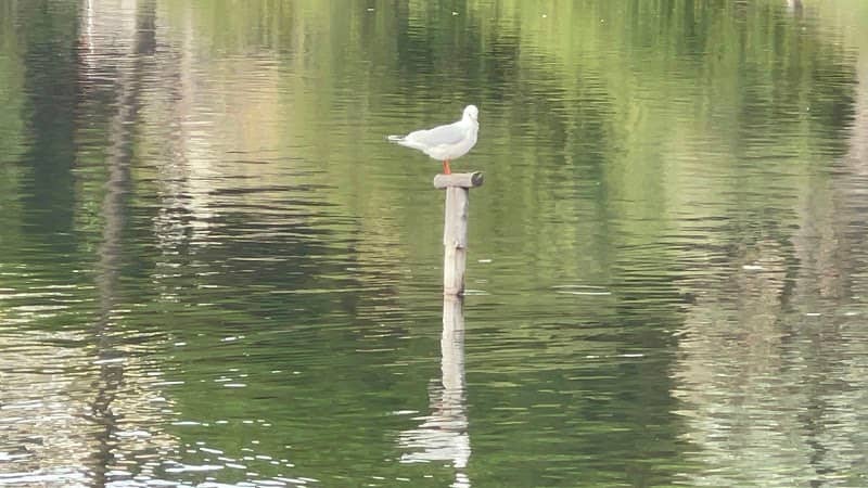 Belvedere Lago di Ganzirri - Image 1