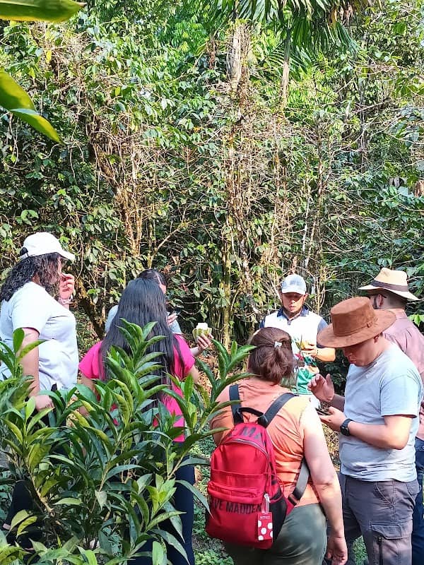 Tour de Cacao en Cobán - Image 2