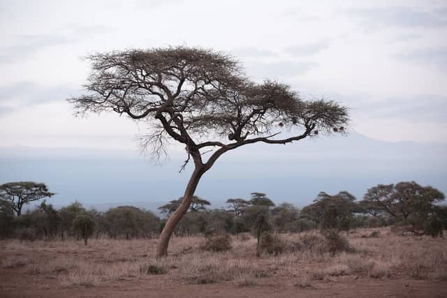 Shaba National Reserve - Image 1