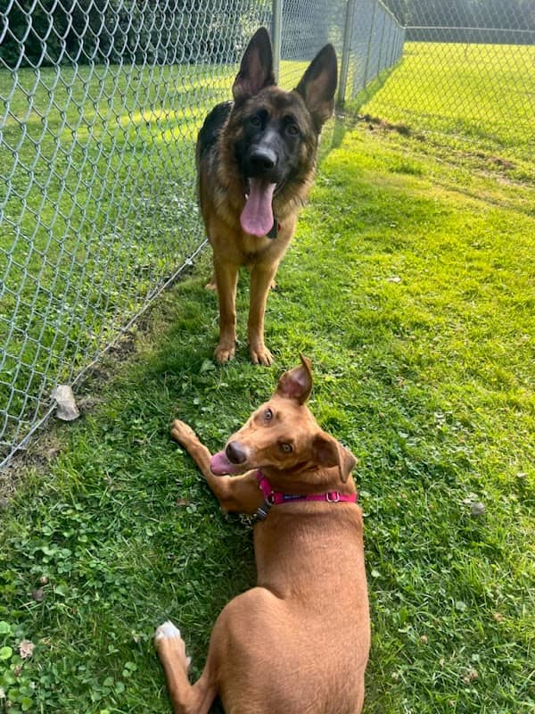Happy Tails Dog Park - Summit - Image 1