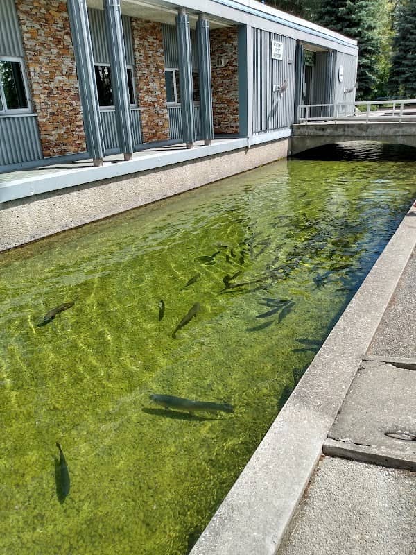 Kootenay Trout Hatchery & Visitor Centre - Image 2