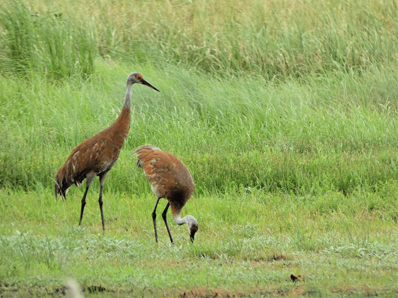 Crex Meadows State Wildlife Area - Image 2