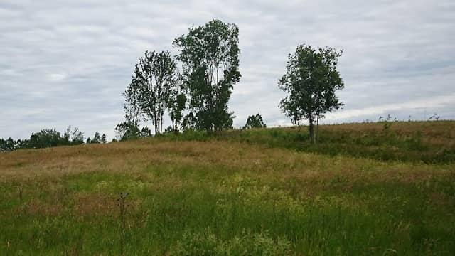 Naturreservat Viaskogen, södra delen av Kumla tätort - Image 1