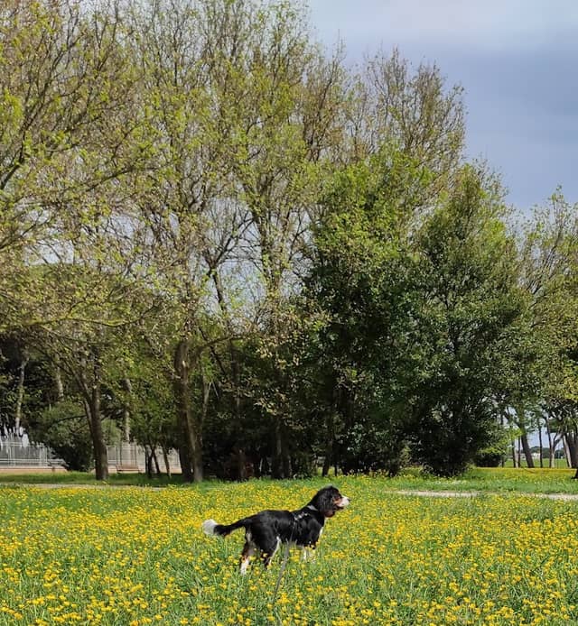 Area Cani - Dog Park - Image 1