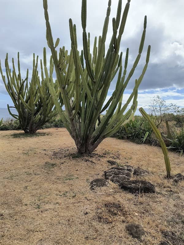 Allée des cactus - Image 1