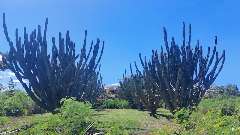 Allée des cactus - Image 2