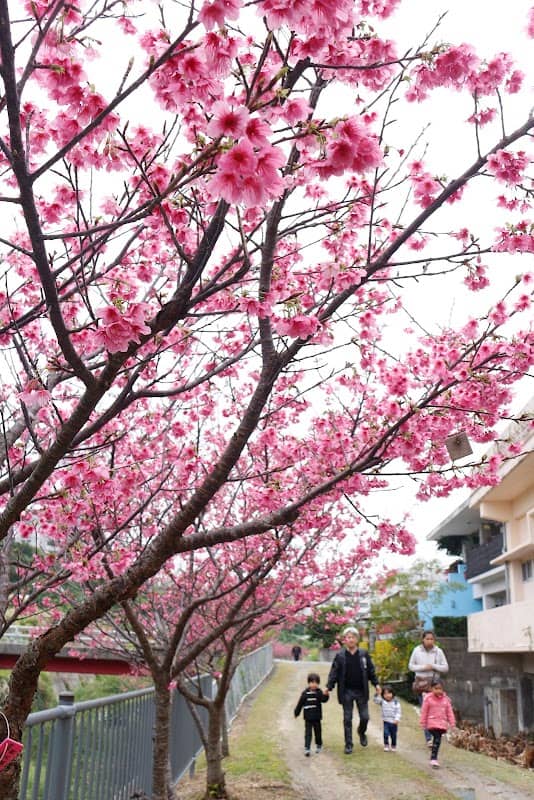 Ishinda Sakura Alley - Image 1