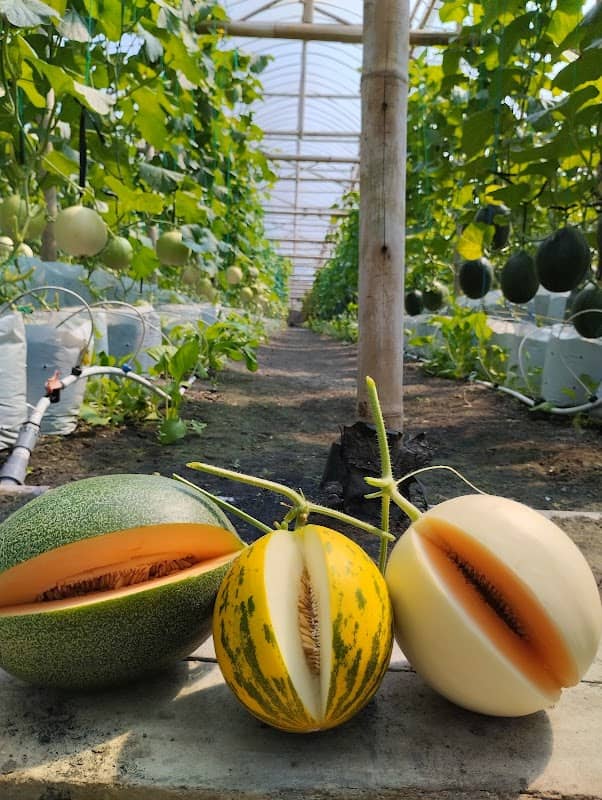 RESPATI FARM (KEBUN MELON HIDROPONIK) - Image 1