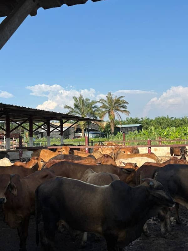 Tamara Agro Farm - Image 1