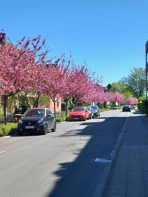 Kirschblüte Efferen - Image 1