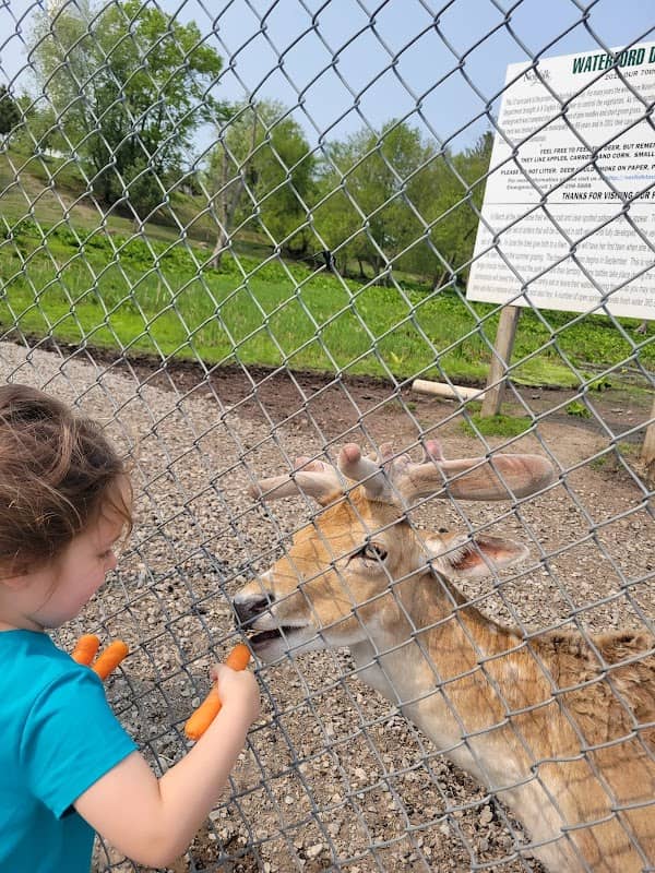 Waterford Deer Park - Image 1