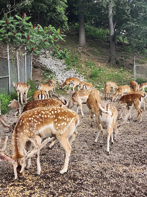 Waterford Deer Park - Image 2