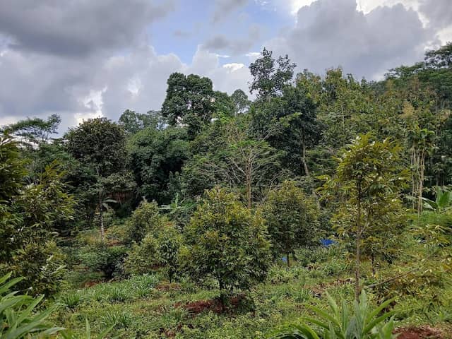 KEBON MIGUNANI - Image 1