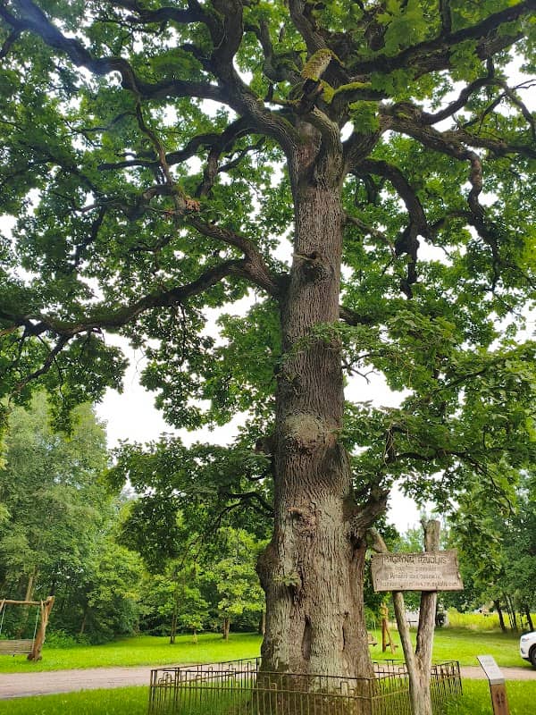 Pagrynių Ancient Oak Tree - Image 1