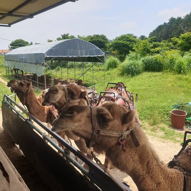 낙타트레킹camel(제주) - Image 1