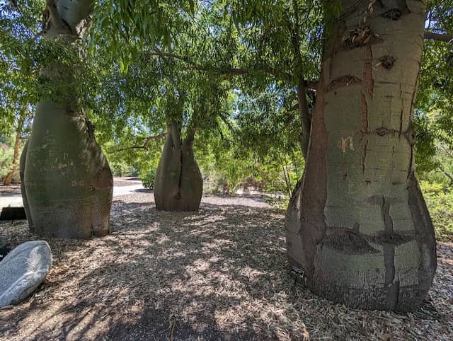The Huntington Australian Garden - Image 1