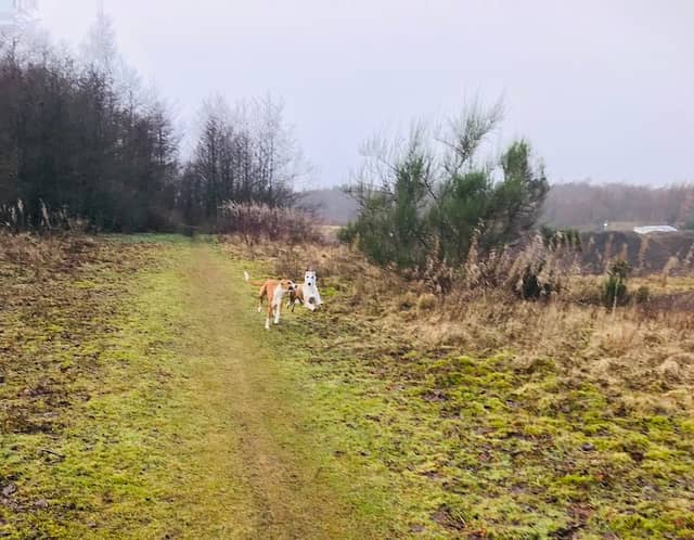Addiewell Bing Nature Reserve - Image 2