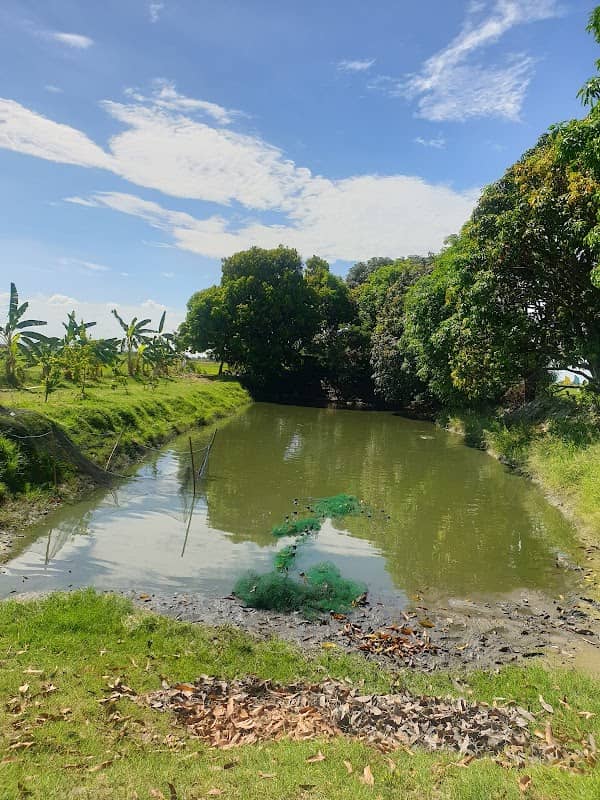 Quizon Farm - Image 2