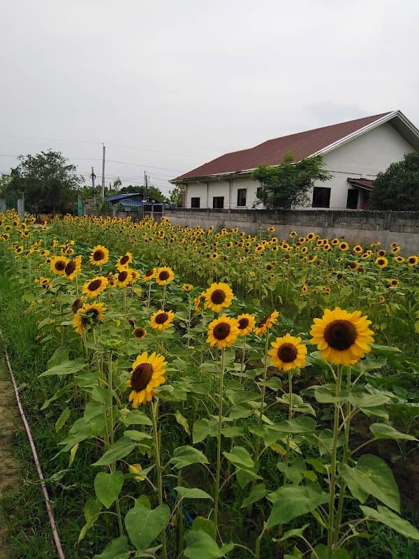 Sunflower farm parungao - Image 1