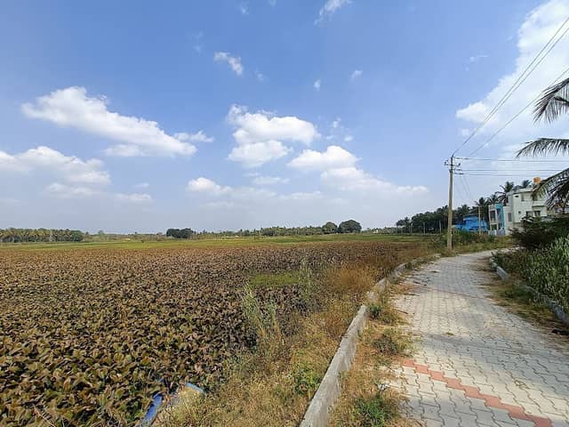 Nelamangala lake - Image 1
