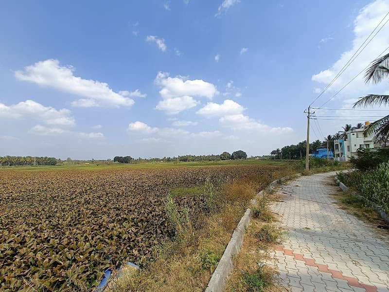 Nelamangala lake - Image 1