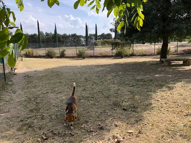 Area cani - Image 1