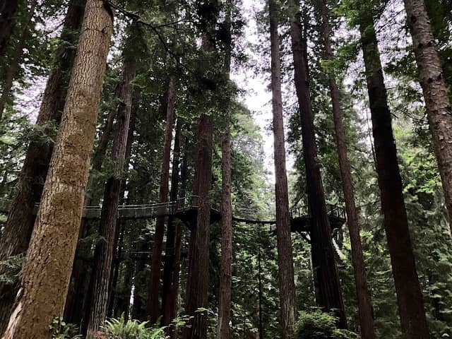 Sequoia Park - Image 2