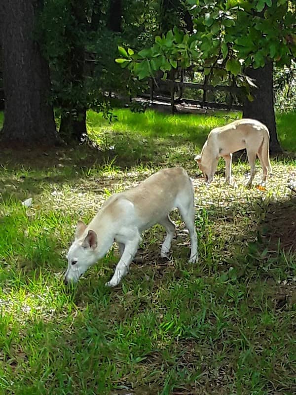 Pineland Park - Image 2