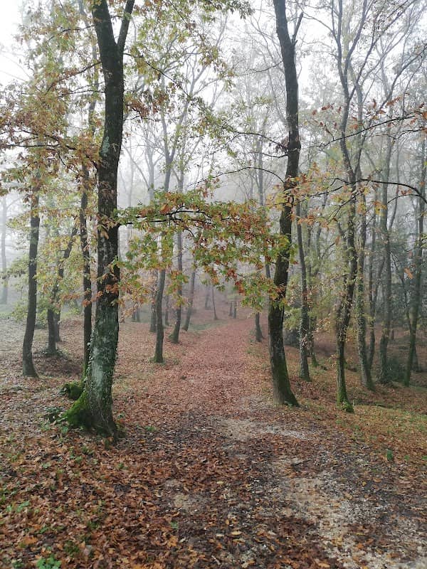 Bosco dei Frati - Image 1